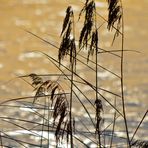 Gräser am Wasser