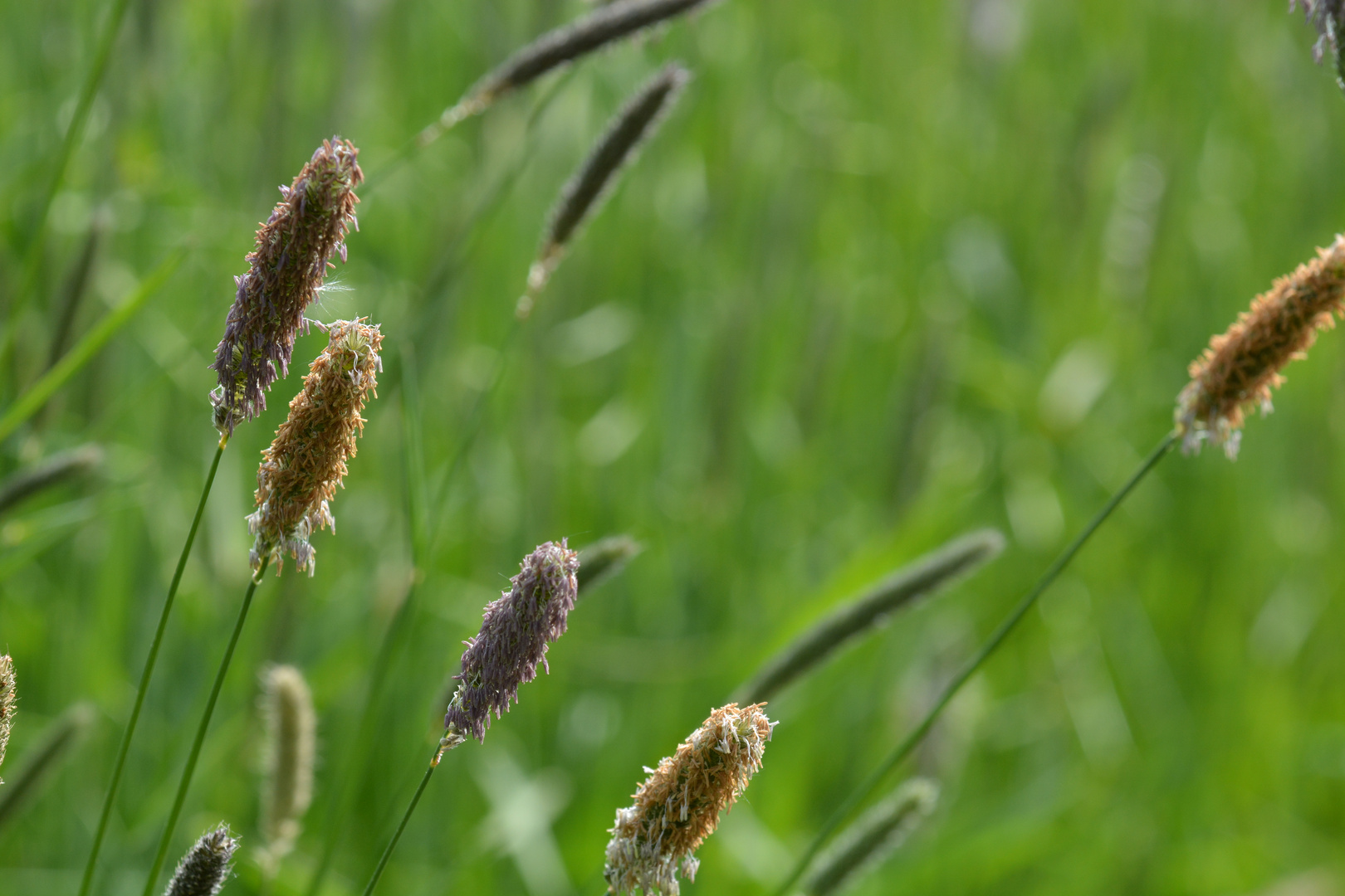 Gräser am Wegesrand