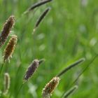 Gräser am Wegesrand