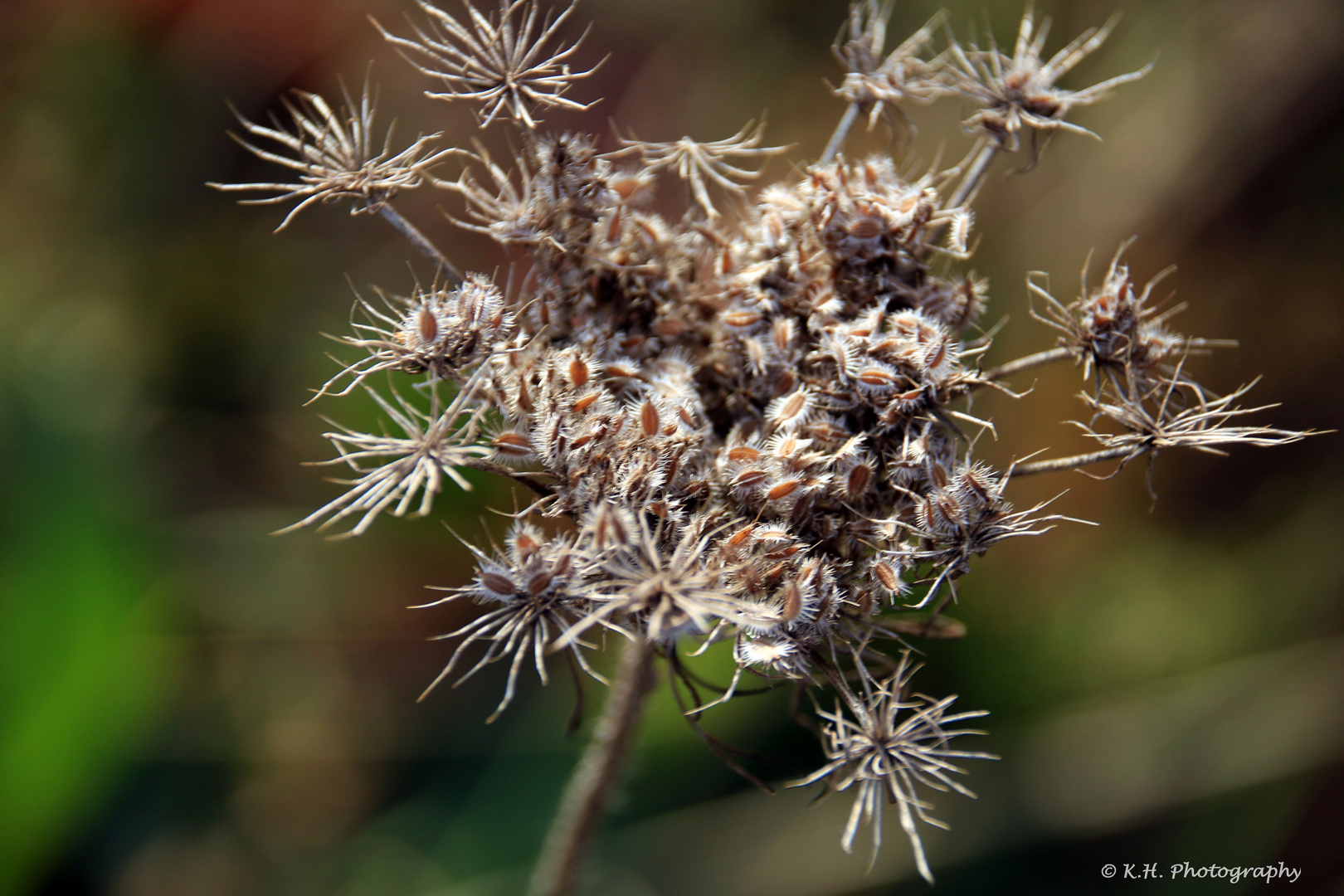 Gräser am Wegesrand