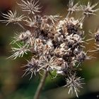 Gräser am Wegesrand