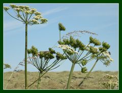 Gräser am Wegesrand...