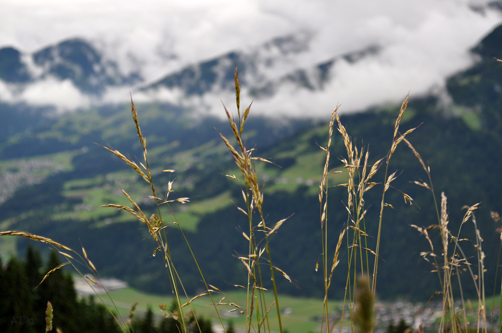 Gräser am Wegesrand