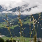 Gräser am Wegesrand