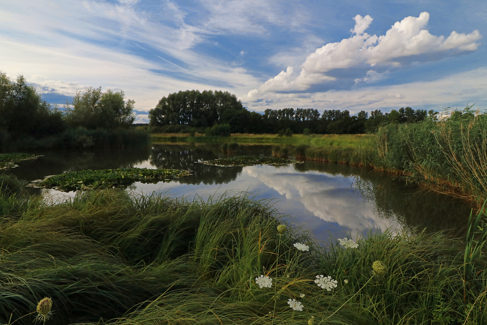 Gräser am Weiher