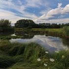 Gräser am Weiher