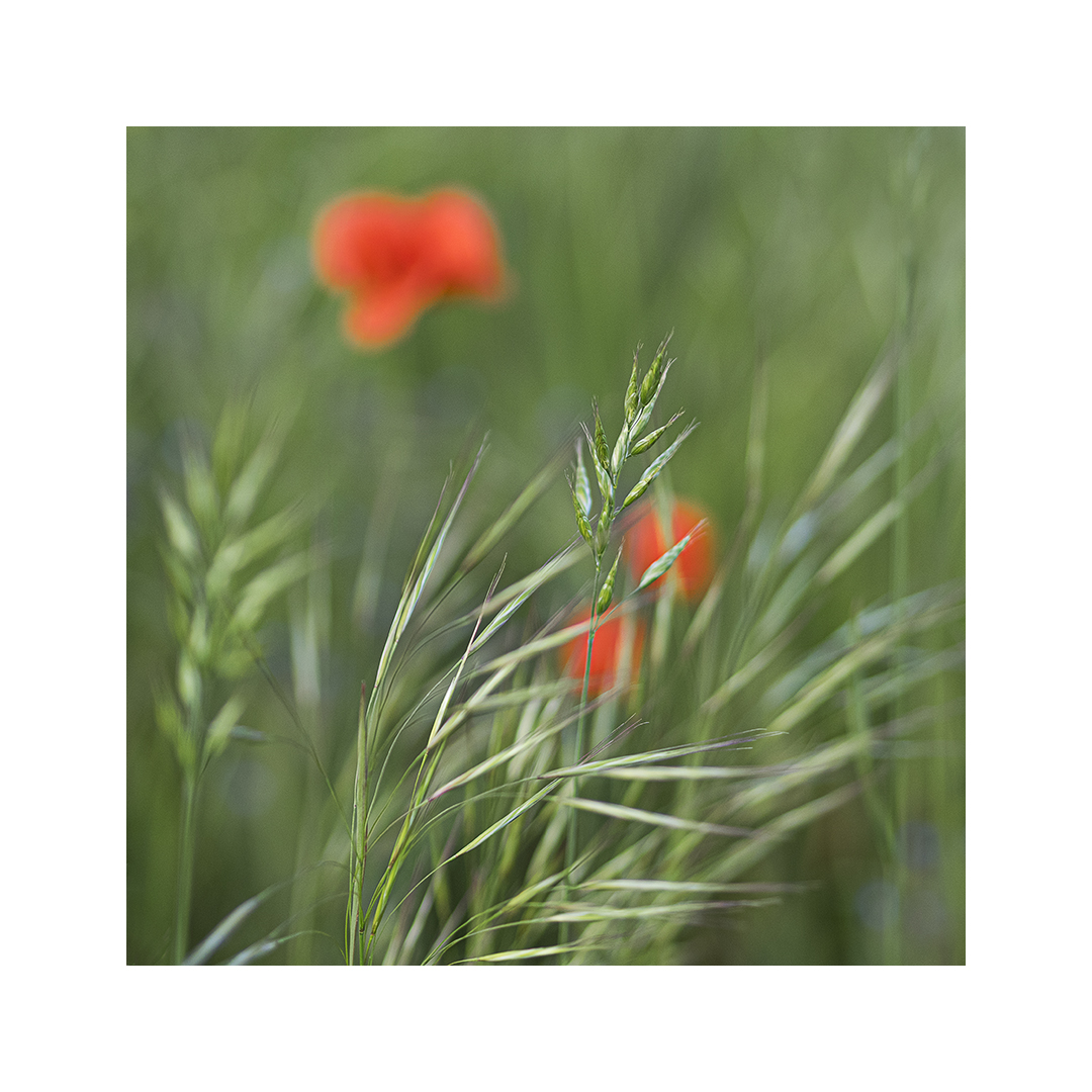 Gräser an Mohn