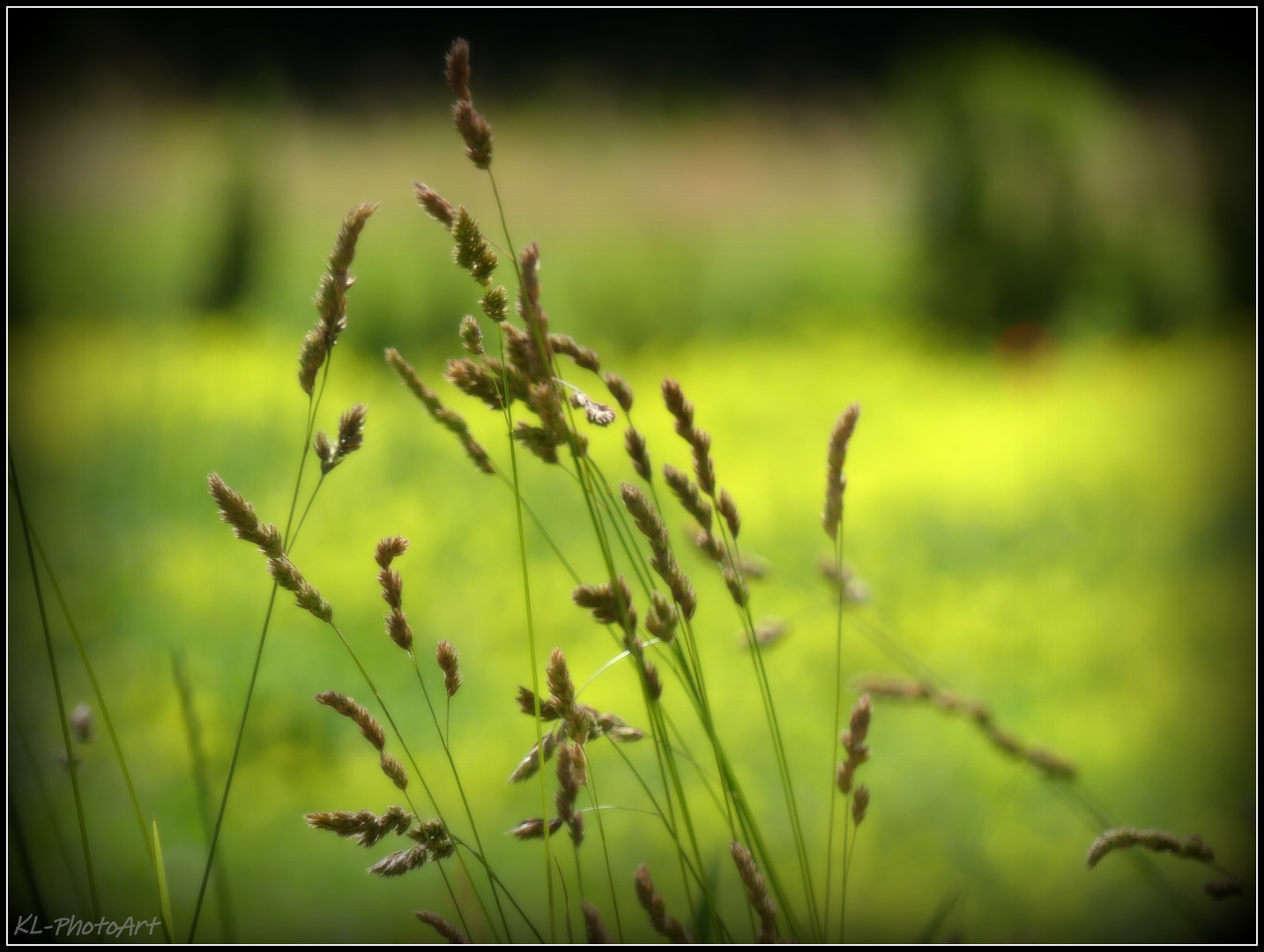 Gräser auf Rapswiese Foto & Bild wiese, natur, landschaft Bilder auf