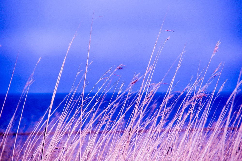 Gräser auf Sylt