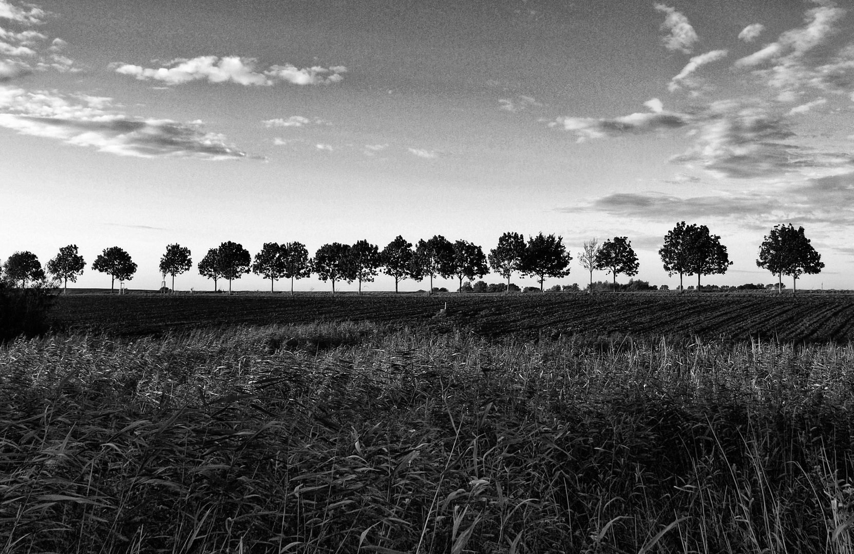 gräser - bäume - wolken ...