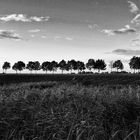 gräser - bäume - wolken ...