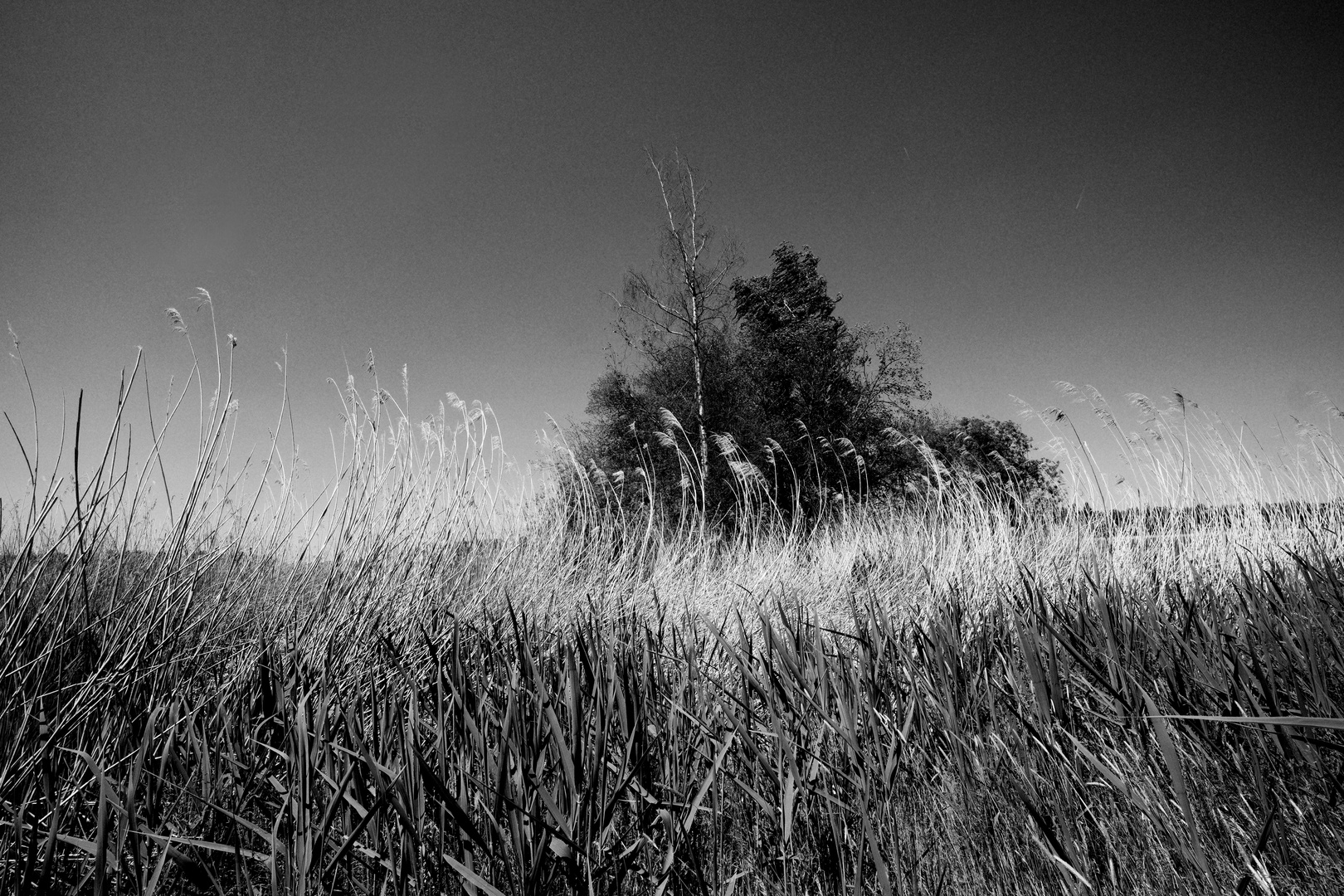 Gräser Baum und Himmel