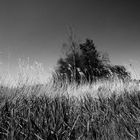 Gräser Baum und Himmel