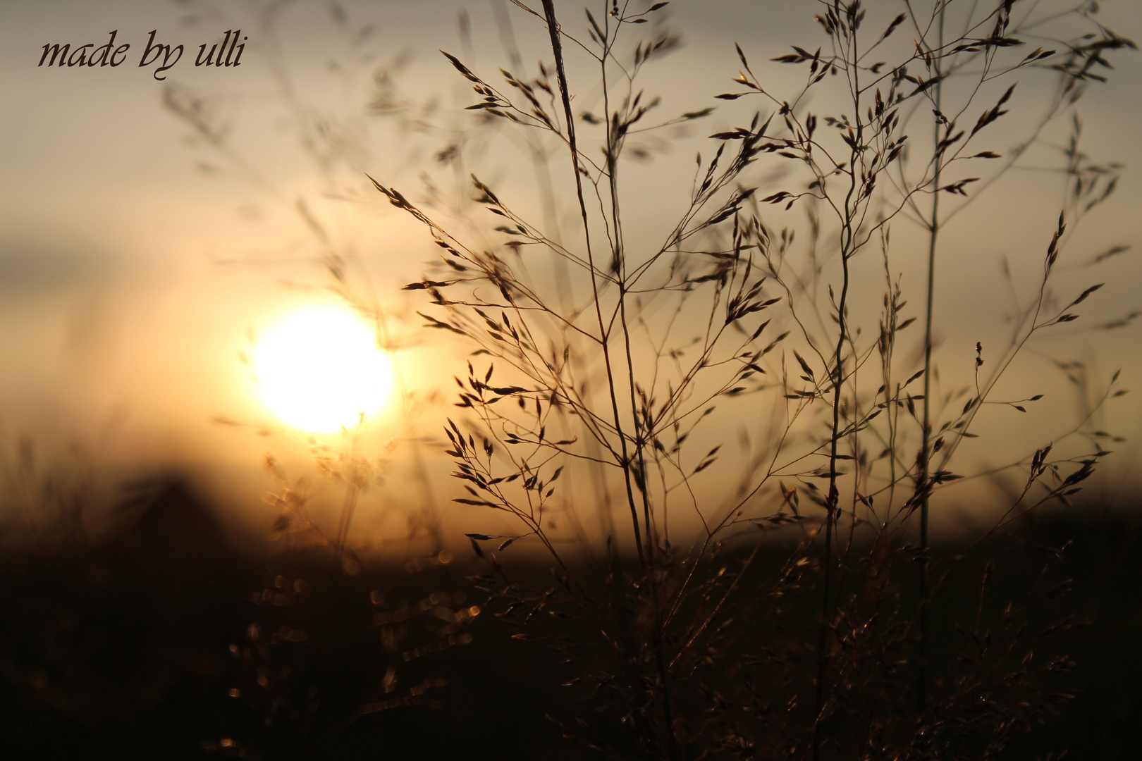 Gräser bei Sonnenaufgang 1