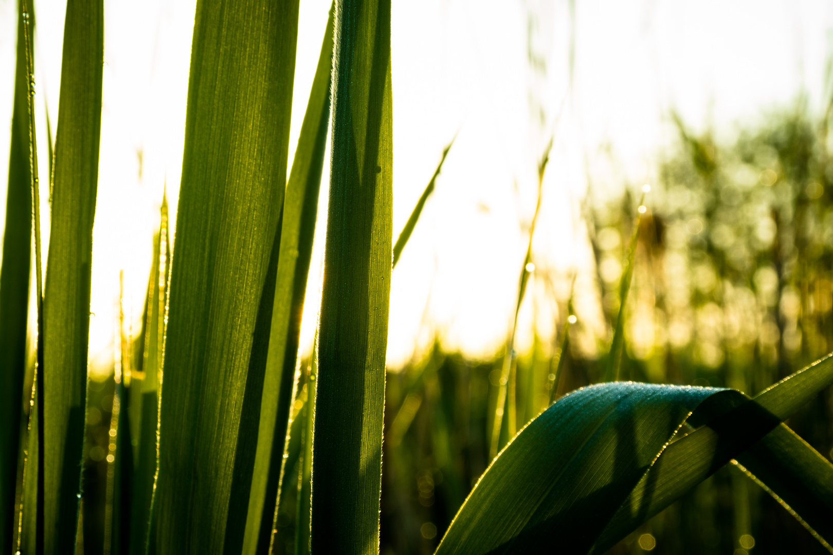 Gräser bei Sonnenaufgang