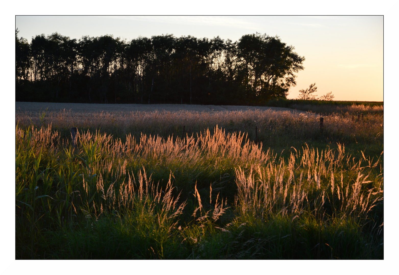Gräser bei Sonnenuntergang