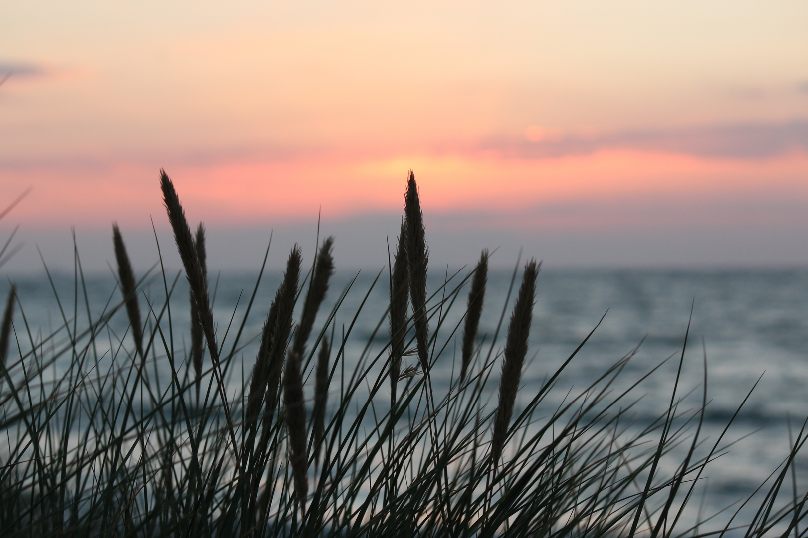 Gräser bei Sonnenuntergang