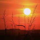 Gräser beim letzten Abendlicht