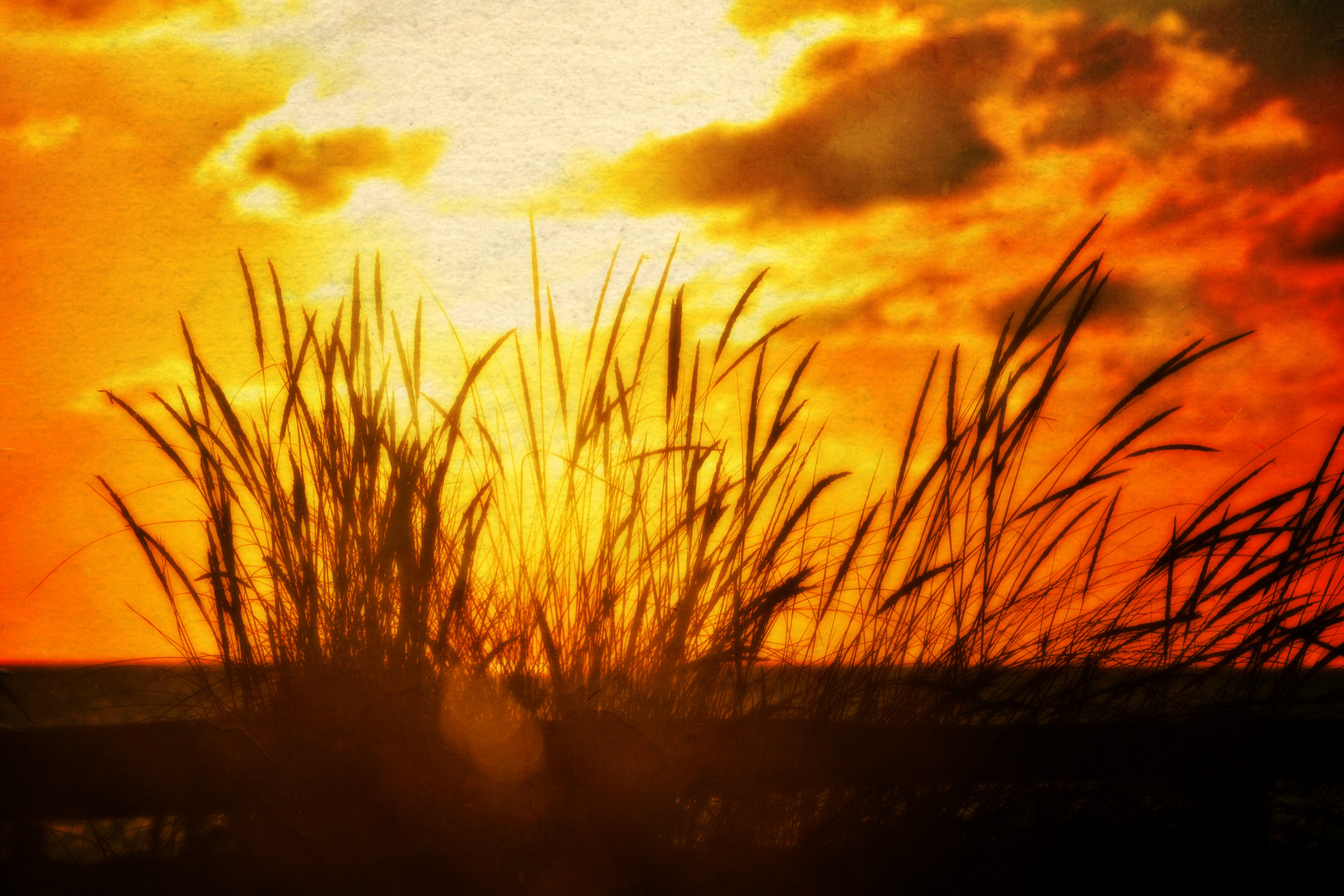 Gräser beim Sonnenuntergang 