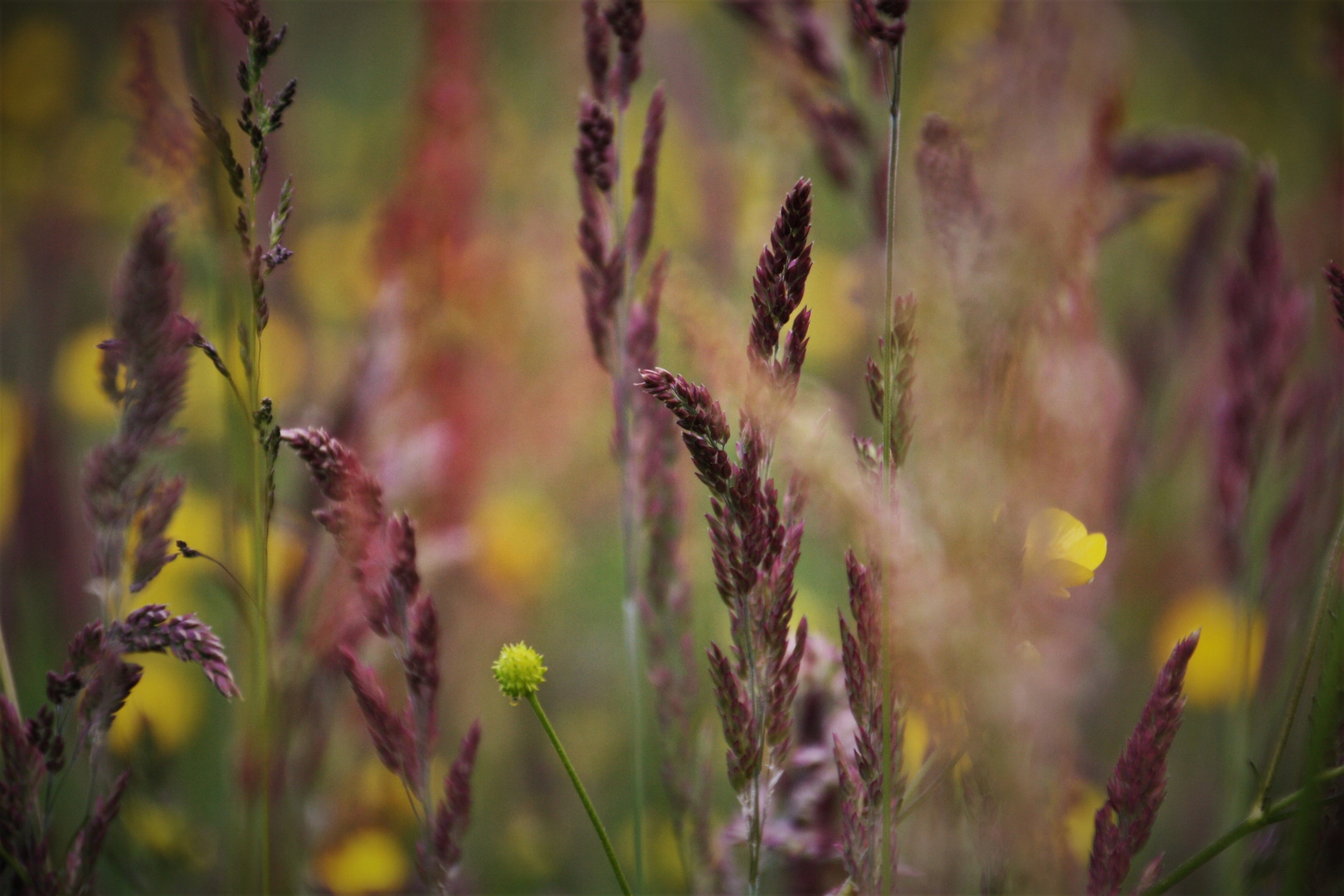 Gräser, Blumen und Blüten