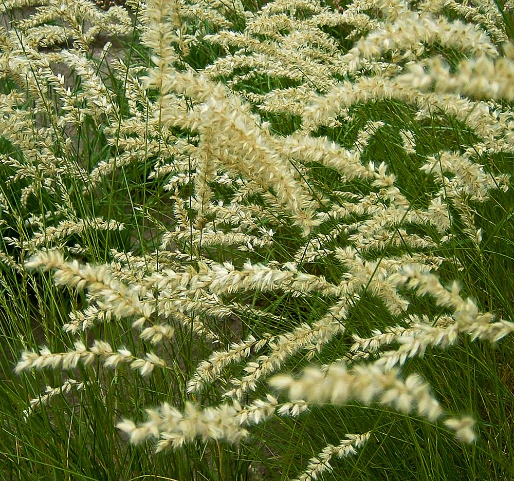Gräser Foto & Bild deutschland, europe, brandenburg Bilder auf