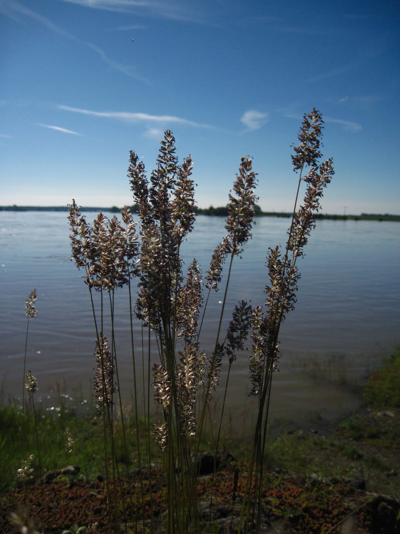 Gräser der Flut