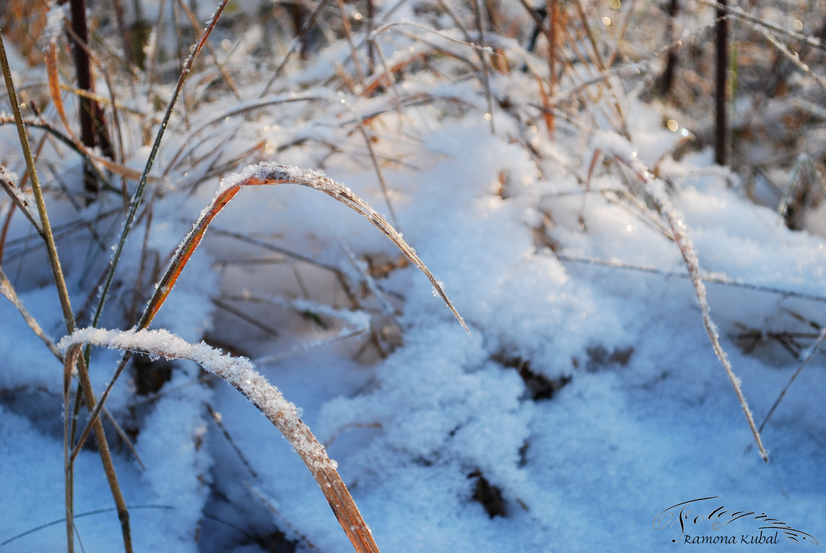 Gräser der Schneekristalle