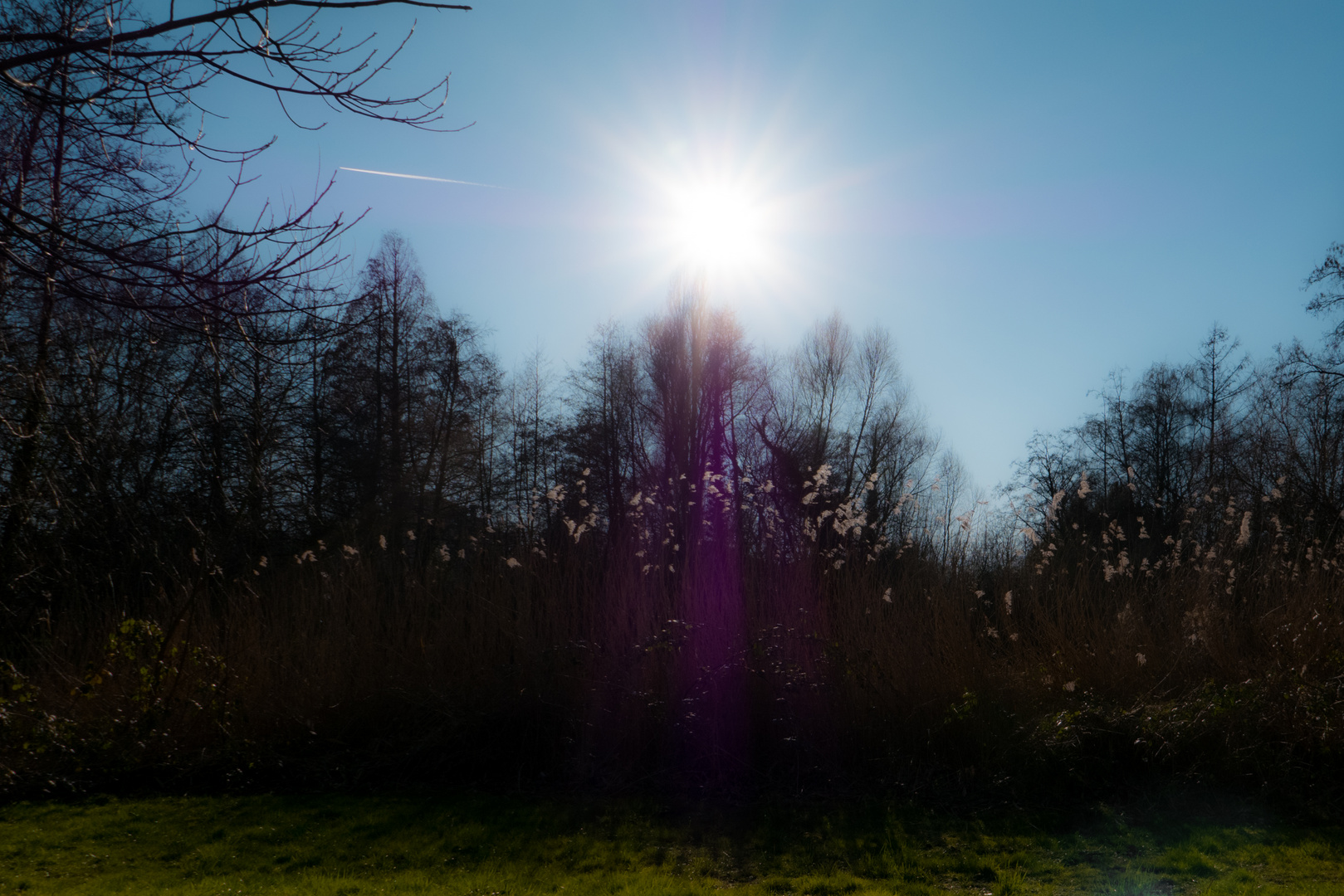 Gräser & Farne strecken sich dem blauen Himmel entgegen