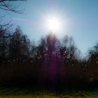 Gräser & Farne strecken sich dem blauen Himmel entgegen