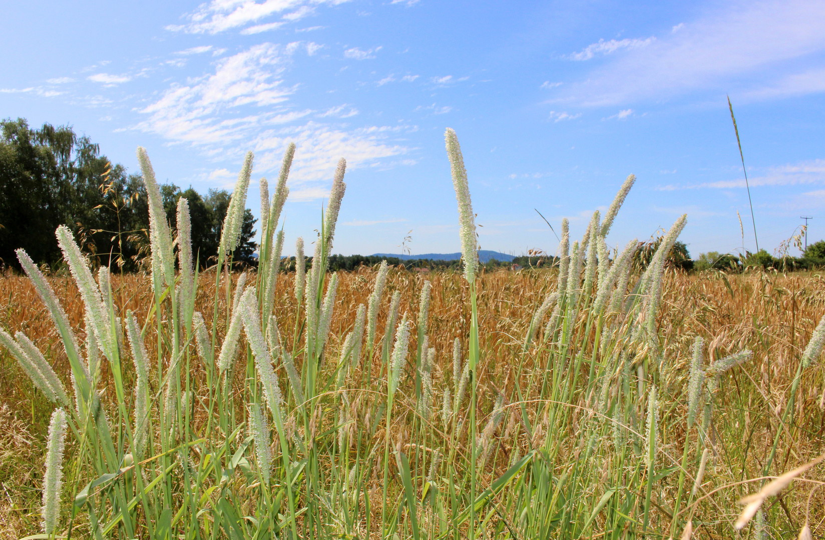 Gräser, Felder, Sommer