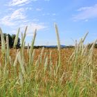 Gräser, Felder, Sommer