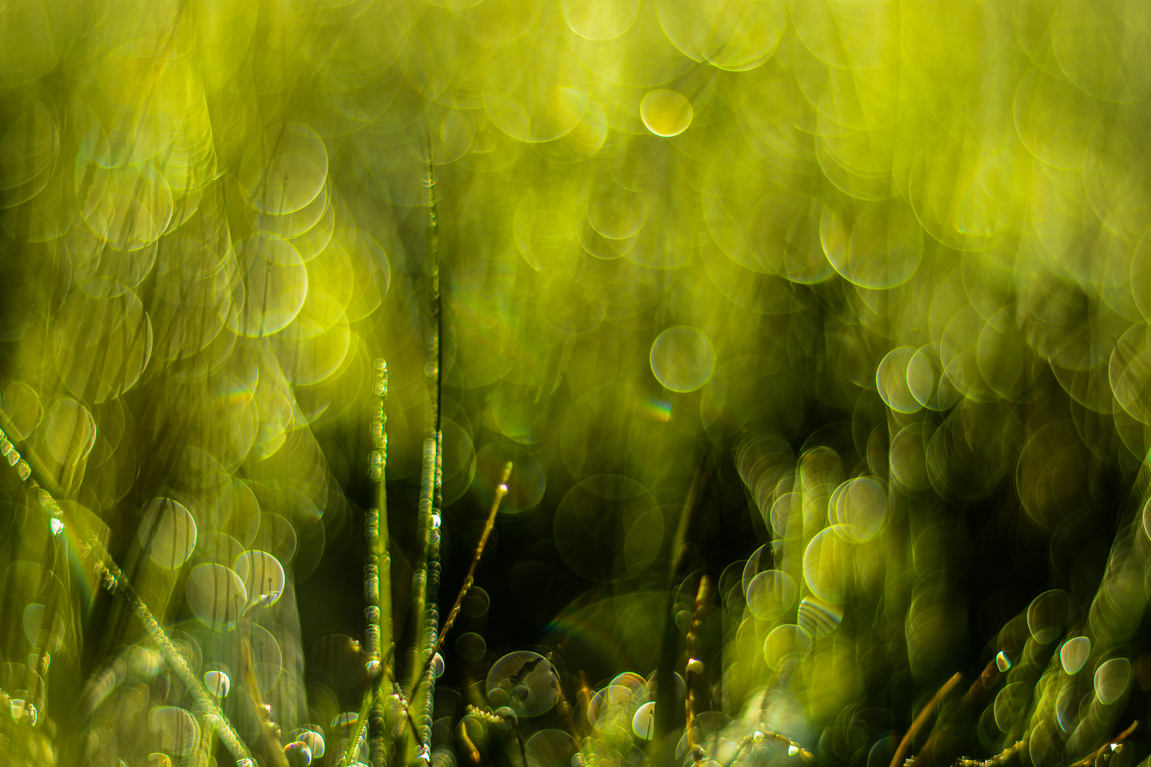 Gräser glitzern in der Morgensonne