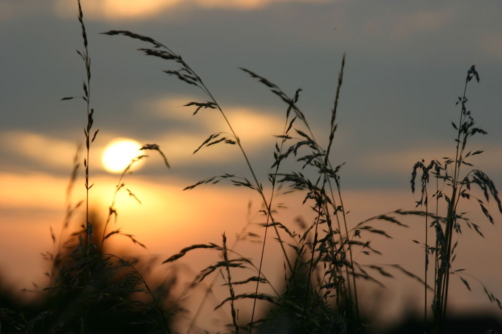 Gräser im Abend-Licht...