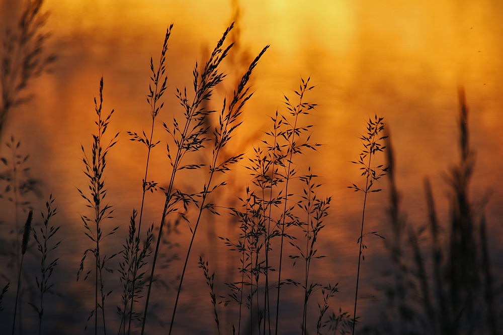 Gräser im abendlichen Gegenlicht