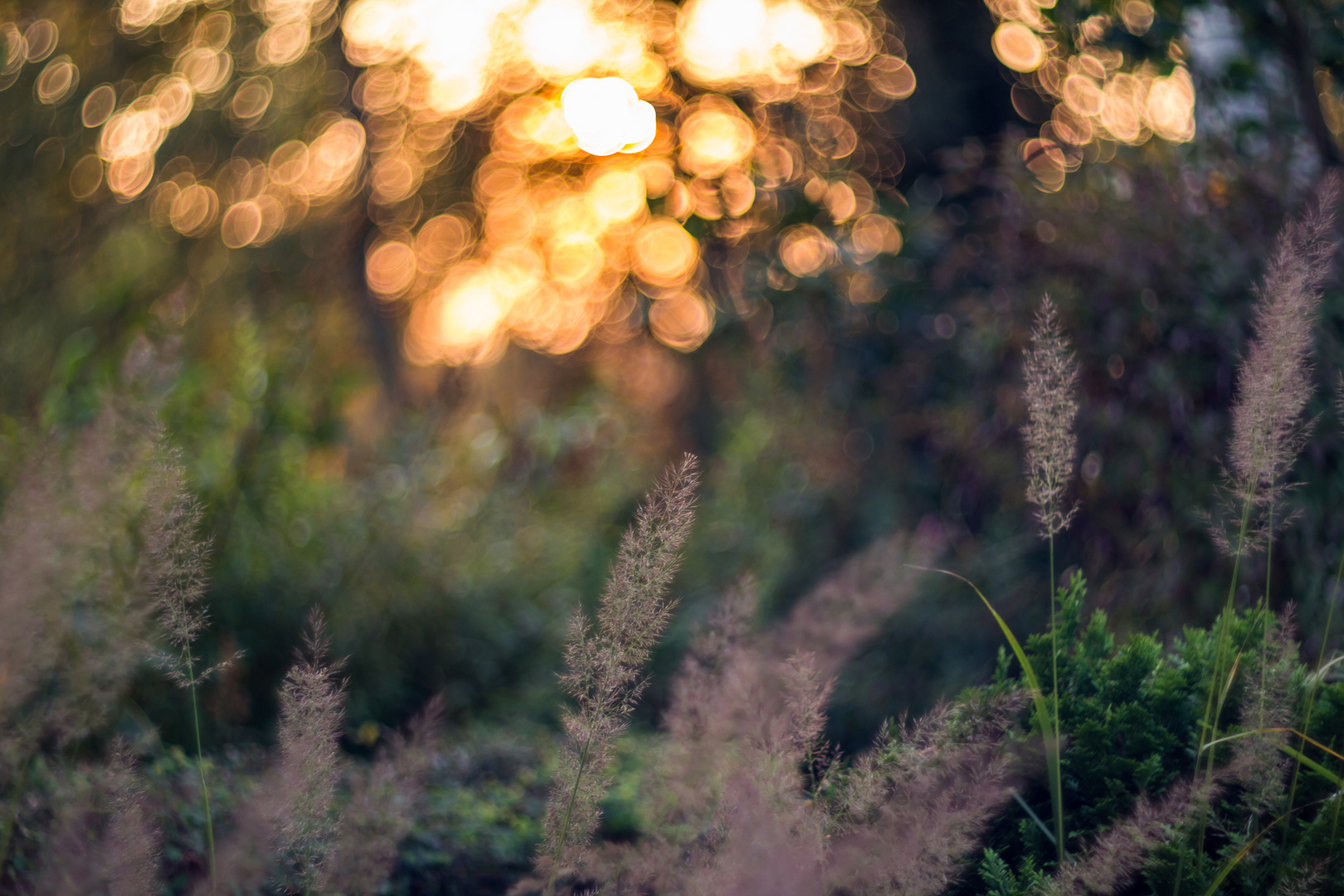 Gräser im Abendlicht