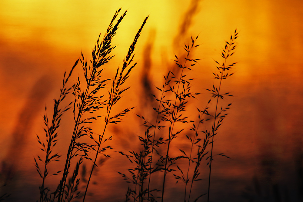 Gräser im Abendlicht