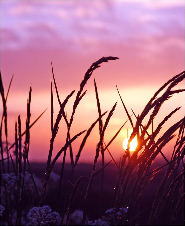 *Gräser im Abendlicht*