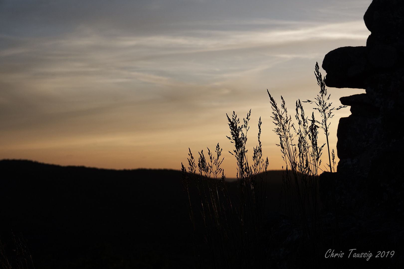 Gräser im Abendlicht