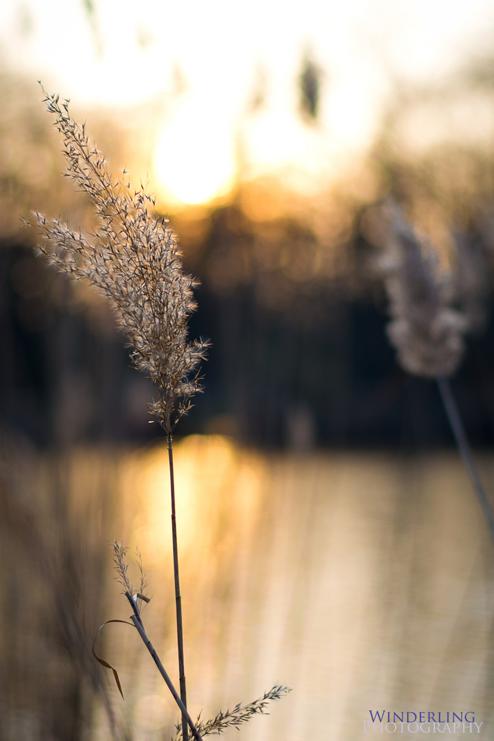 Gräser im Abendlicht