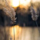 Gräser im Abendlicht