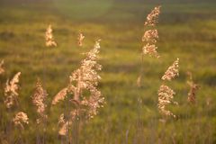 Gräser im Abendlicht