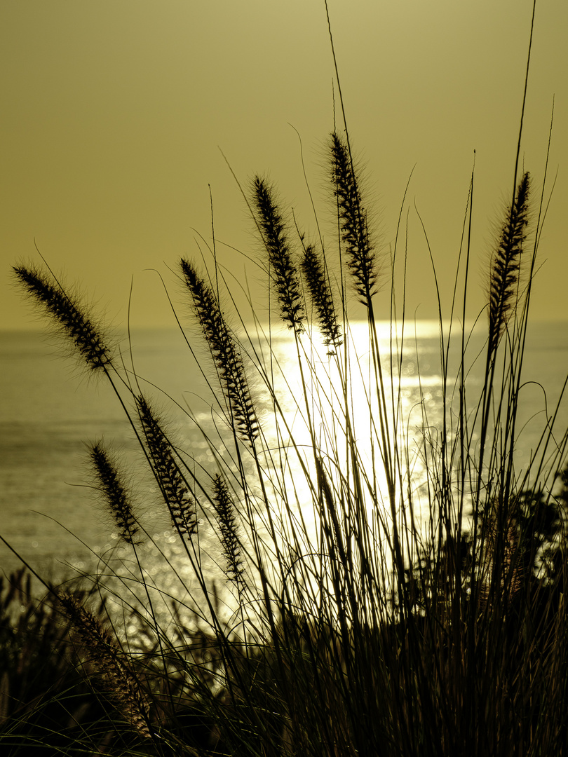 Gräser im Abendlicht