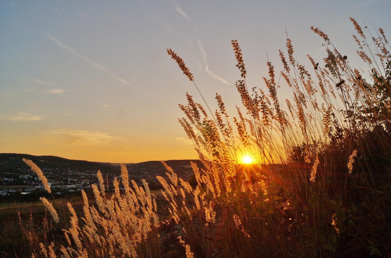 Gräser im Abendlicht.