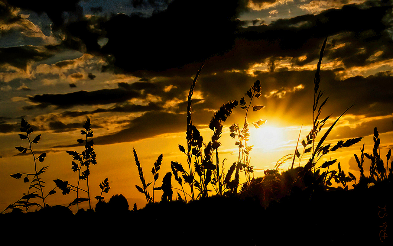 Gräser im Abendlicht...