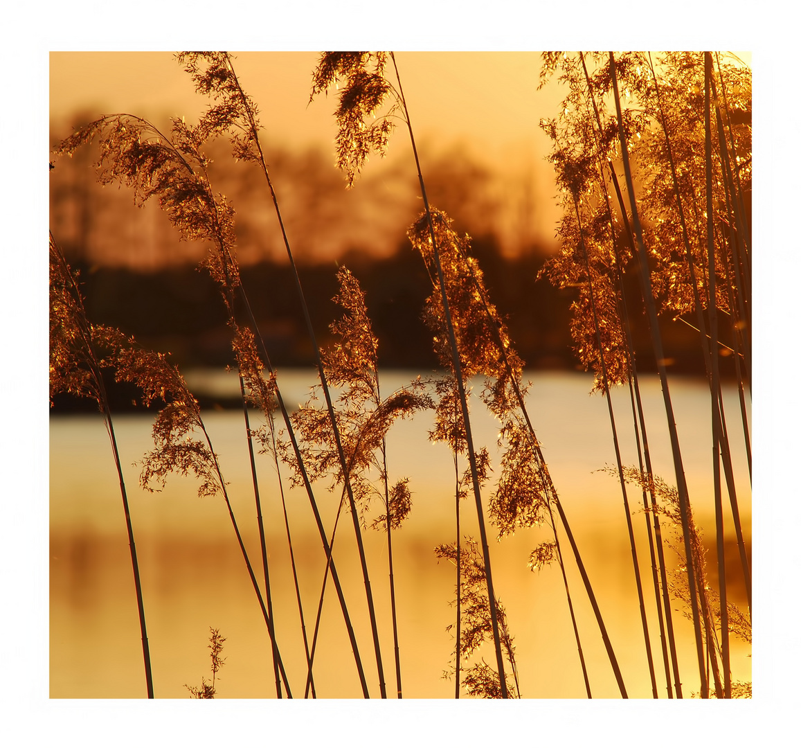 °Gräser im Abendlicht°