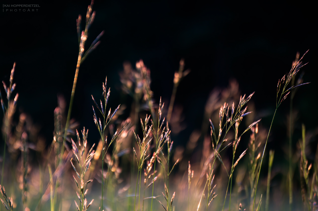 Gräser im Abendlicht