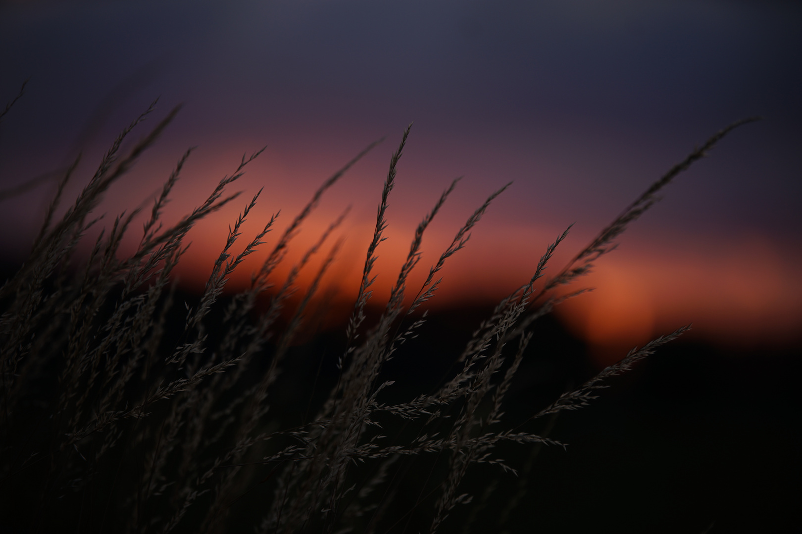 Gräser im Abendlicht