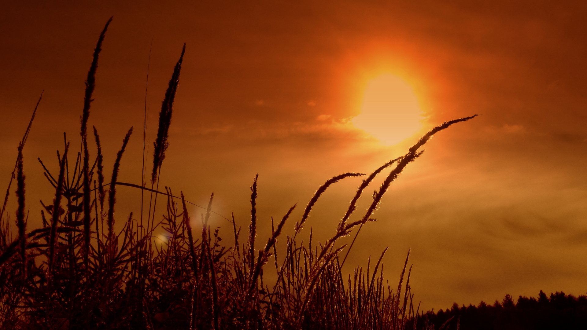 °°°° Gräser im Abendlicht °°°°