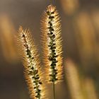 Gräser im Abendlicht