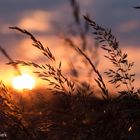 Gräser im Abendlicht